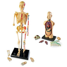 Load image into Gallery viewer, Explore the Human Body with Learning Resources Anatomy Models
