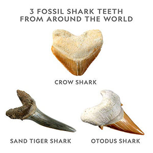 Shark Tooth Dig Kit, Excavate 3 Real Shark Fossils