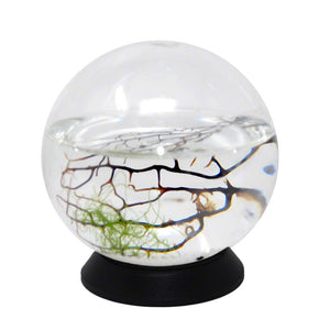 EcoSphere Closed Ecosystem