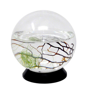 EcoSphere Closed Ecosystem