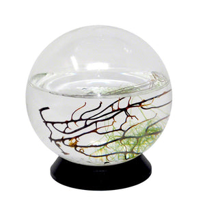 EcoSphere Closed Ecosystem