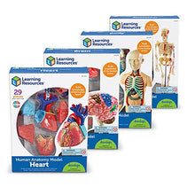 Load image into Gallery viewer, Explore the Human Body with Learning Resources Anatomy Models
