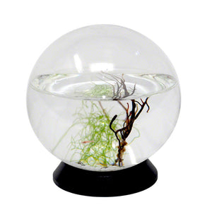 EcoSphere Closed Ecosystem