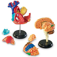 Load image into Gallery viewer, Explore the Human Body with Learning Resources Anatomy Models
