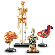 Load image into Gallery viewer, Explore the Human Body with Learning Resources Anatomy Models
