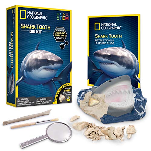 Shark Tooth Dig Kit, Excavate 3 Real Shark Fossils