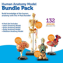 Load image into Gallery viewer, Explore the Human Body with Learning Resources Anatomy Models
