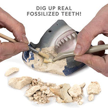 Load image into Gallery viewer, Shark Tooth Dig Kit, Excavate 3 Real Shark Fossils
