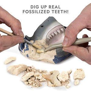 Shark Tooth Dig Kit, Excavate 3 Real Shark Fossils