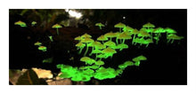 Load image into Gallery viewer, Mushroom Glow in The Dark Growing Habitat Kit Project
