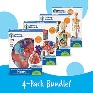 Explore the Human Body with Learning Resources Anatomy Models