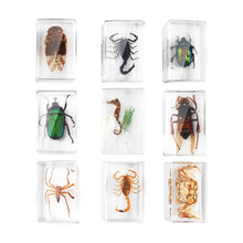 Load image into Gallery viewer, Educational Insect Specimens
