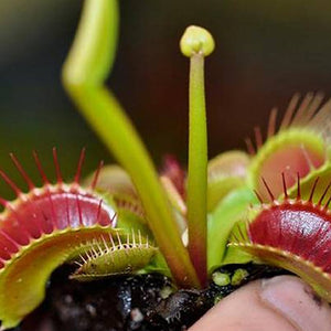 Venus Flytrap Seeds