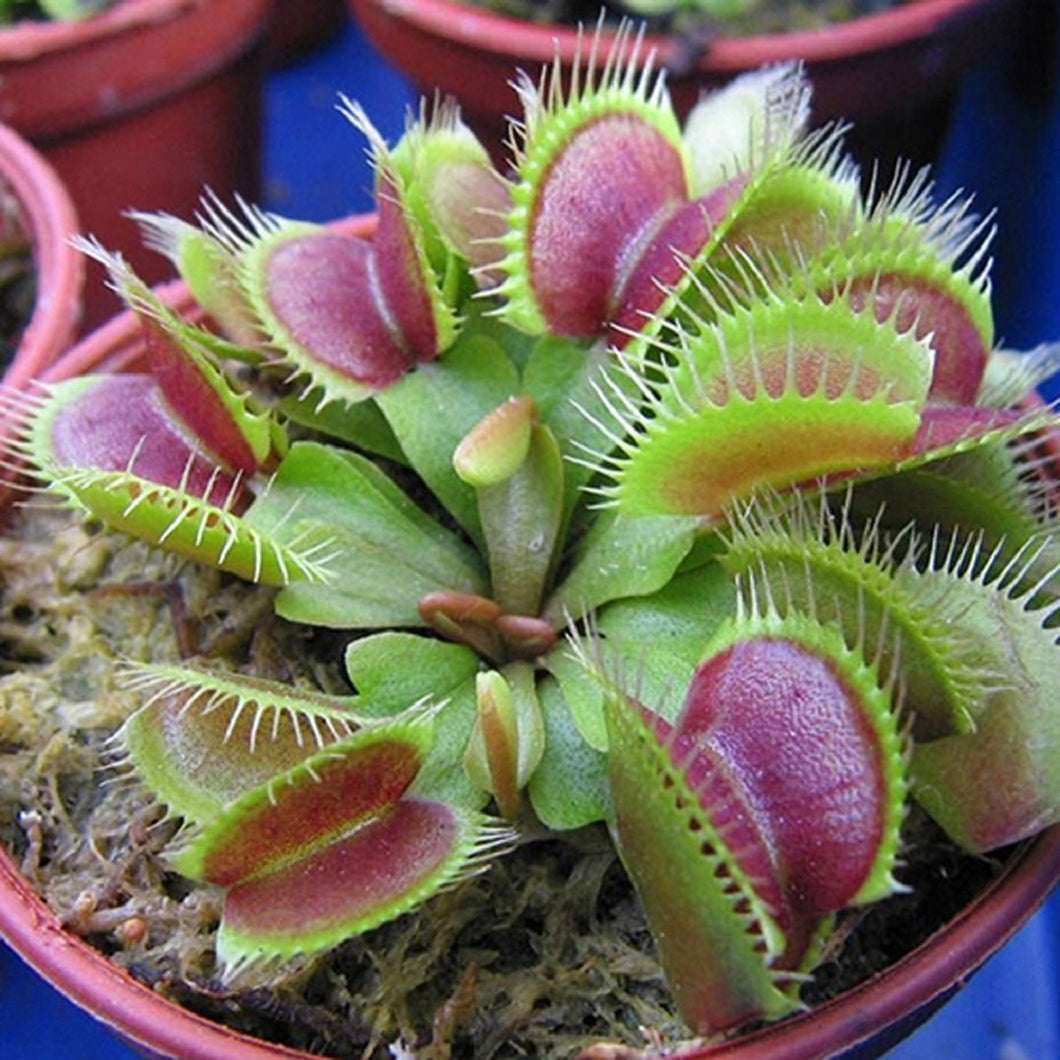 Venus Flytrap Seeds