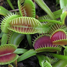 Load image into Gallery viewer, Venus Flytrap Seeds
