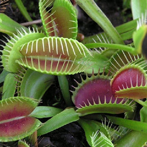 Venus Flytrap Seeds