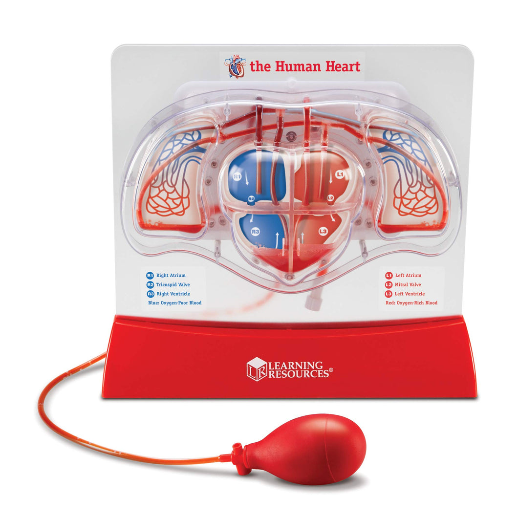 Explore the Human Heart and Lungs with Learning Resources Anatomy Set