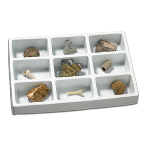 Authentic Fossil Collection Kit