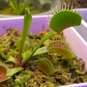 Venus Flytrap Seeds