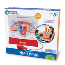 Load image into Gallery viewer, Explore the Human Heart and Lungs with Learning Resources Anatomy Set
