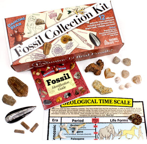 Fossil Collection Kit