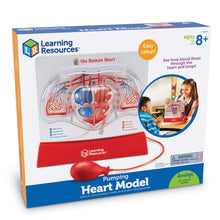 Load image into Gallery viewer, Explore the Human Heart and Lungs with Learning Resources Anatomy Set
