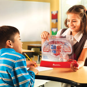 Explore the Human Heart and Lungs with Learning Resources Anatomy Set