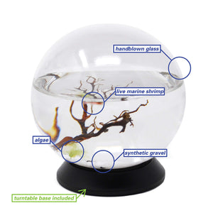 EcoSphere Closed Ecosystem