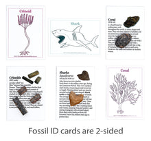 Load image into Gallery viewer, Fossil Collection Kit
