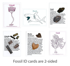 Fossil Collection Kit