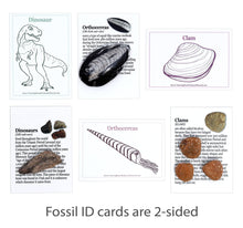 Load image into Gallery viewer, Fossil Collection Kit
