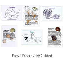 Load image into Gallery viewer, Fossil Collection Kit
