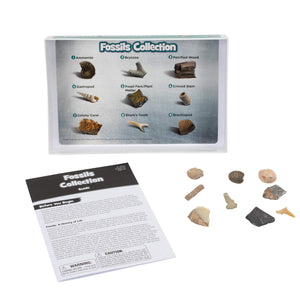 Authentic Fossil Collection Kit