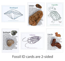 Load image into Gallery viewer, Fossil Collection Kit
