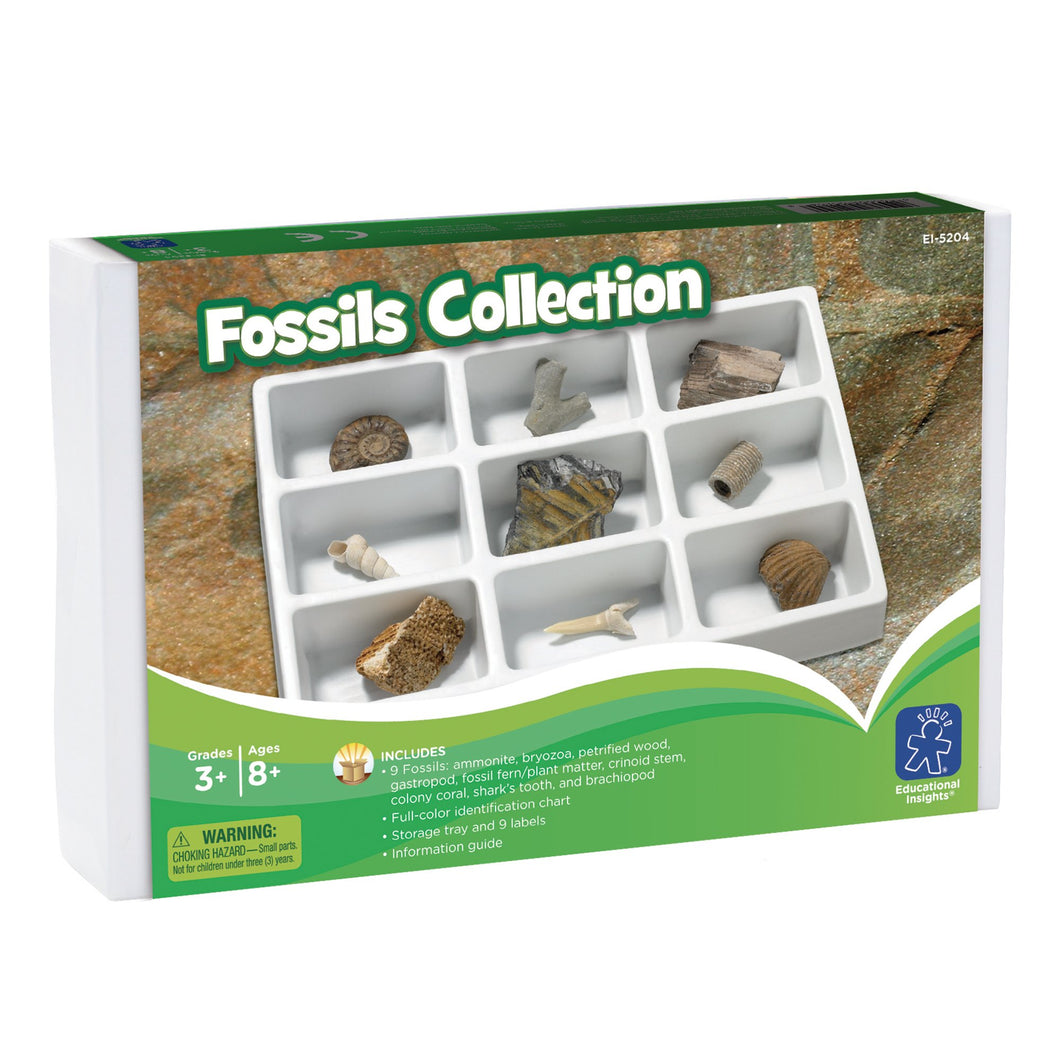 Authentic Fossil Collection Kit