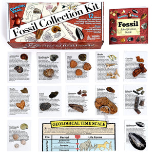 Fossil Collection Kit