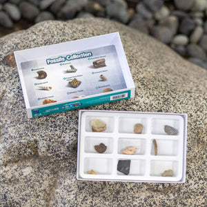 Authentic Fossil Collection Kit