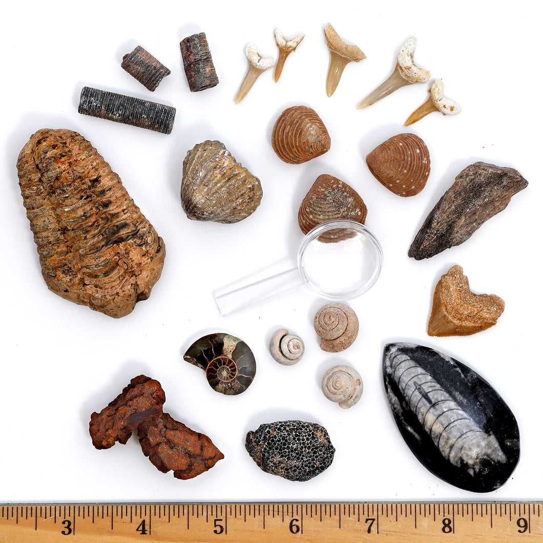 Fossil Collection Kit