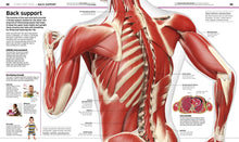 Load image into Gallery viewer, Explore the Human Body with DK&#39;s Knowledge Encyclopedia!
